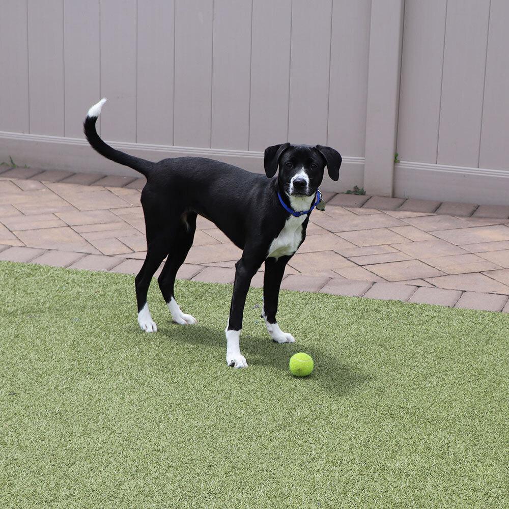 Jessie, a Adoptable mixed breed in Port Washington, NY image 2/3