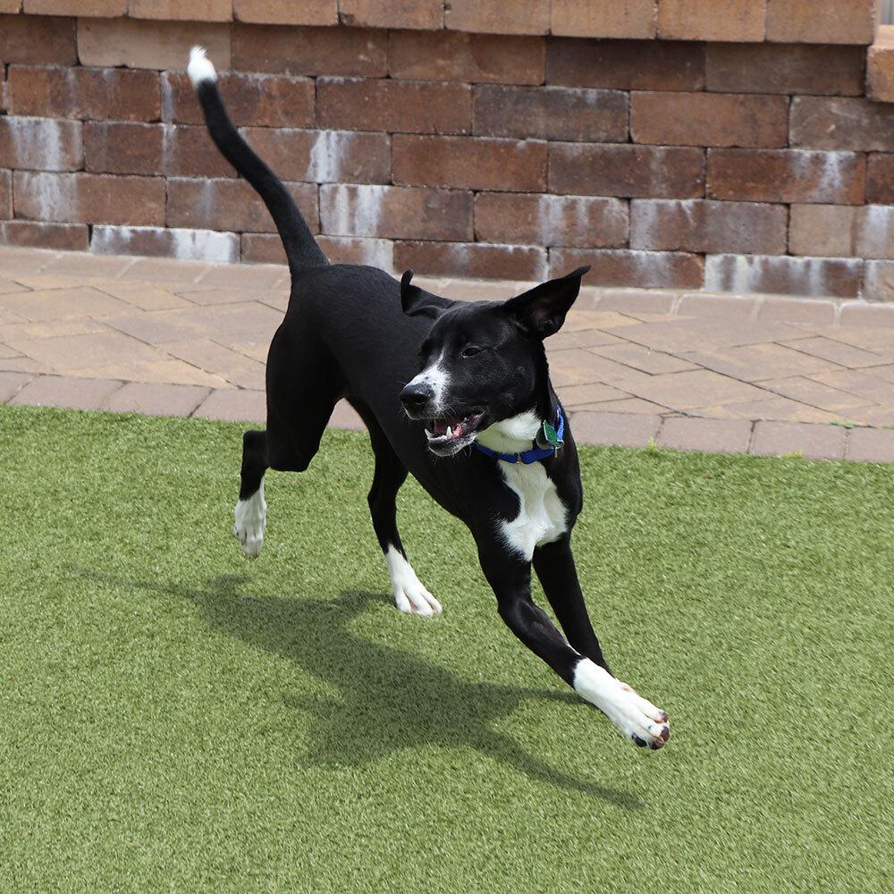 Jessie, a Adoptable mixed breed in Port Washington, NY image 3/3