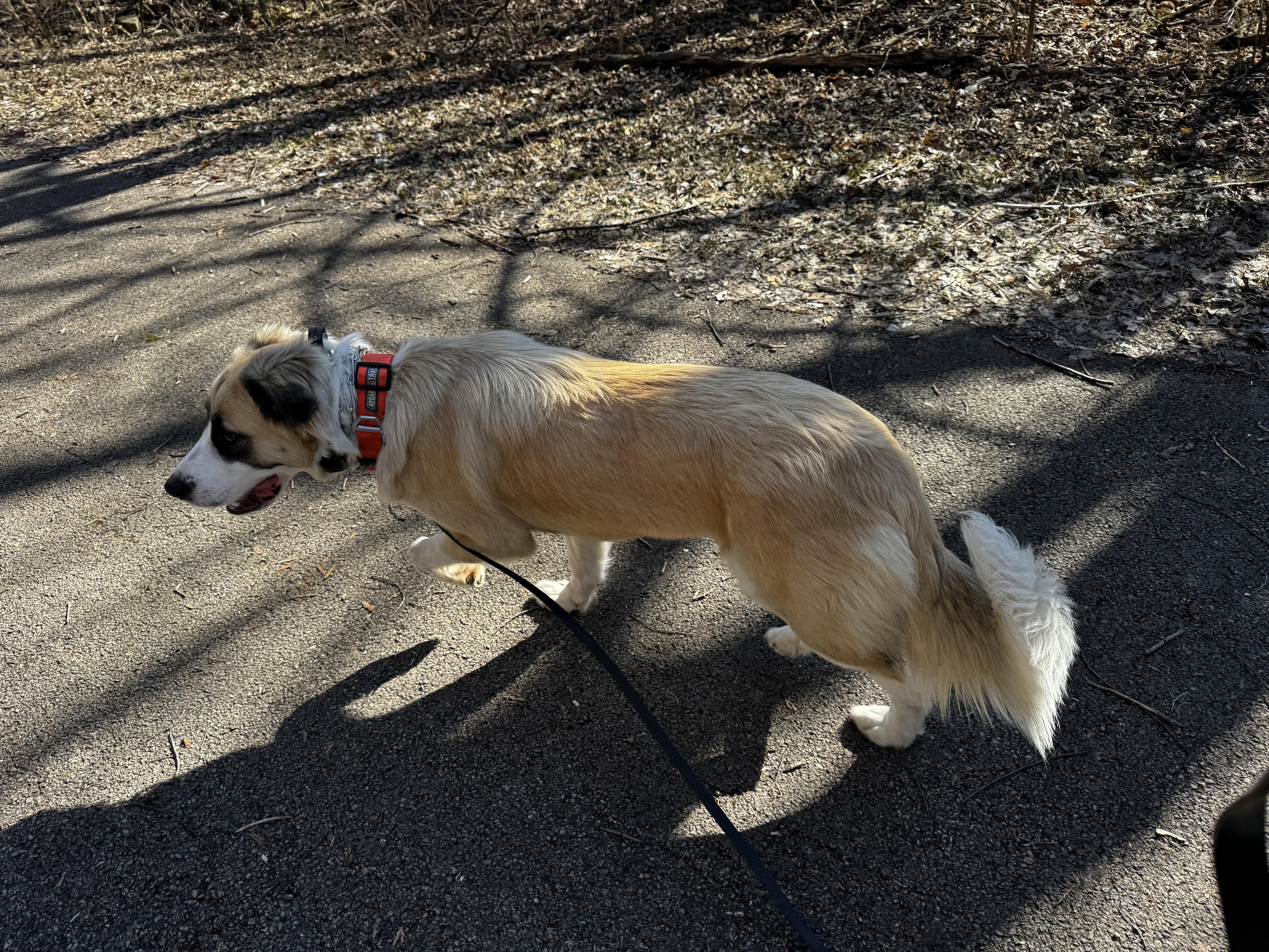 Enlarge Mya, a ADOPTABLE mixed breed in Kankakee, IL image 4/5