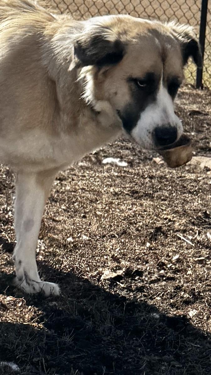 Enlarge Ana, a ADOPTABLE mixed breed in Kankakee, IL image 3/4