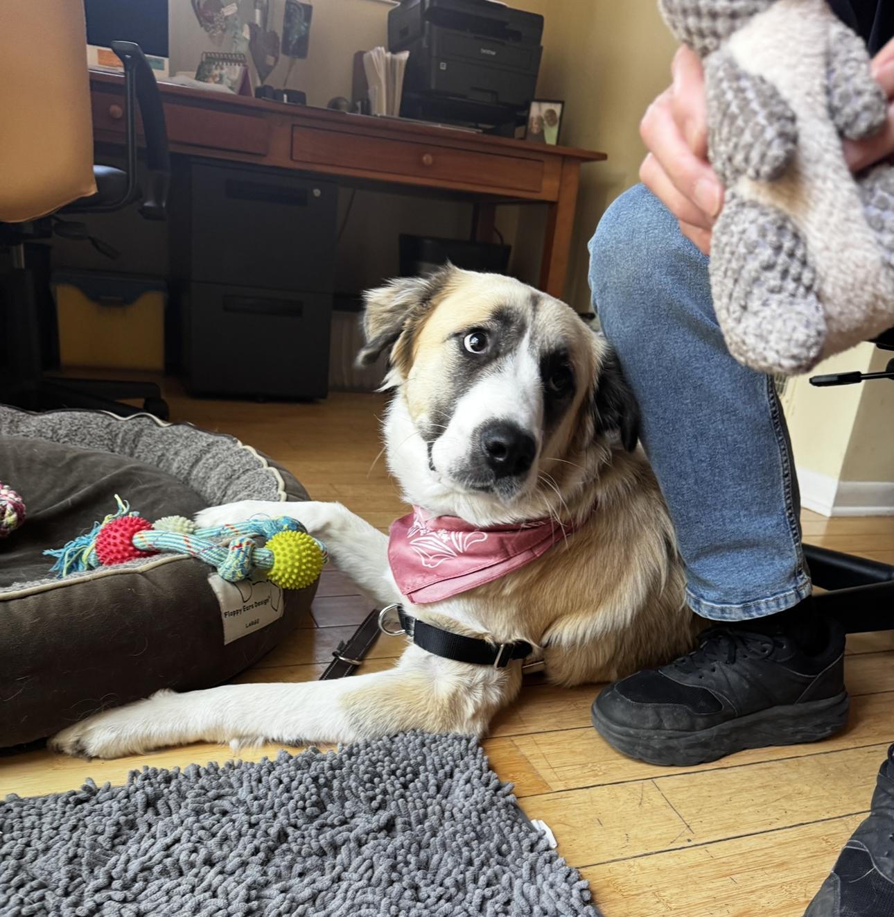 Ana, ADOPTABLE, Young Female Anatolian Shepherd.