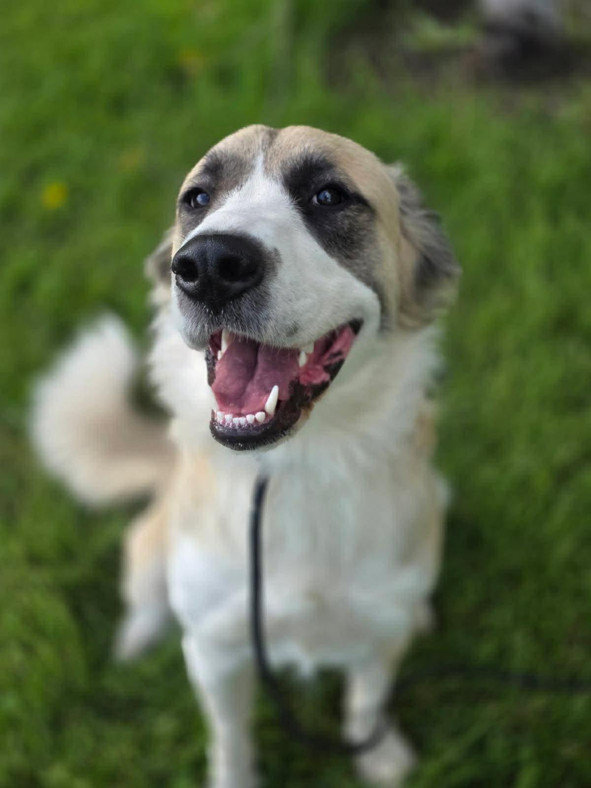 Mya, a ADOPTABLE mixed breed in Kankakee, IL image 3/5