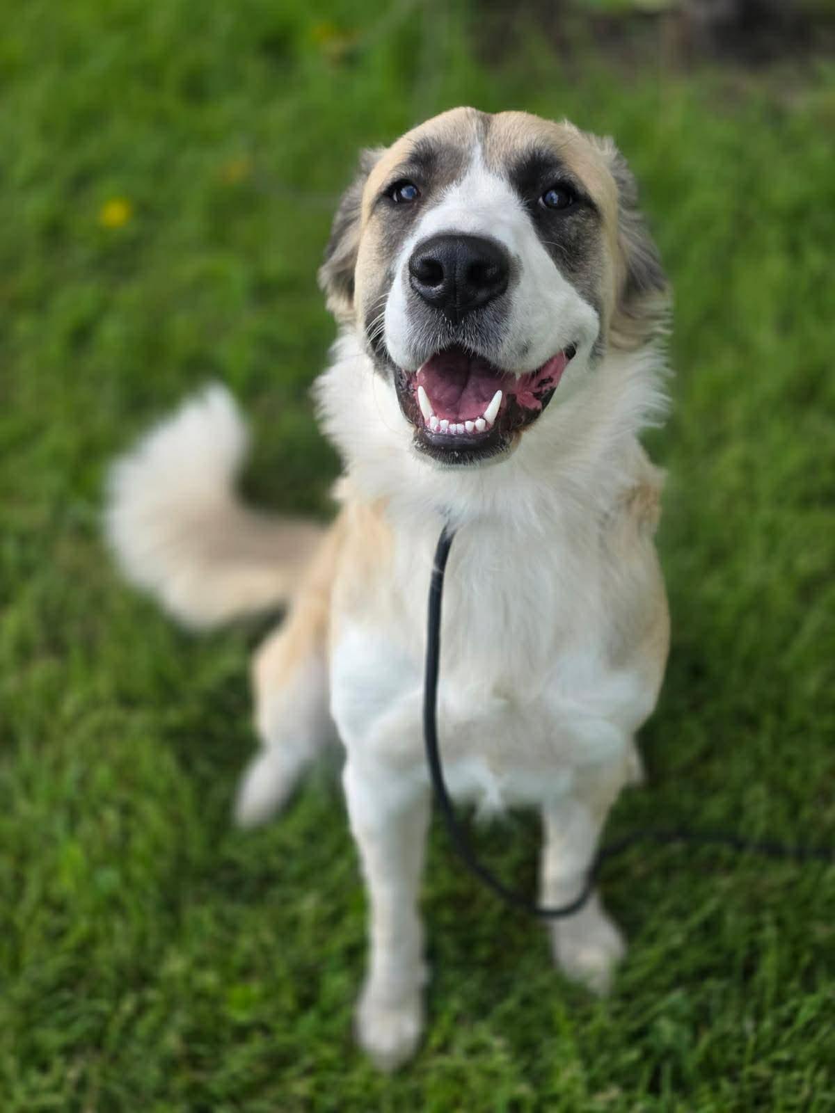 Mya, a ADOPTABLE mixed breed in Kankakee, IL image 1/5