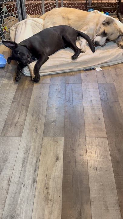 Enlarge Mya, a ADOPTABLE mixed breed in Kankakee, IL video 5/5