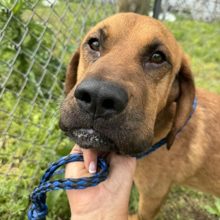 King, Adopted, Adult Male Redbone Coonhound & Coonhound.