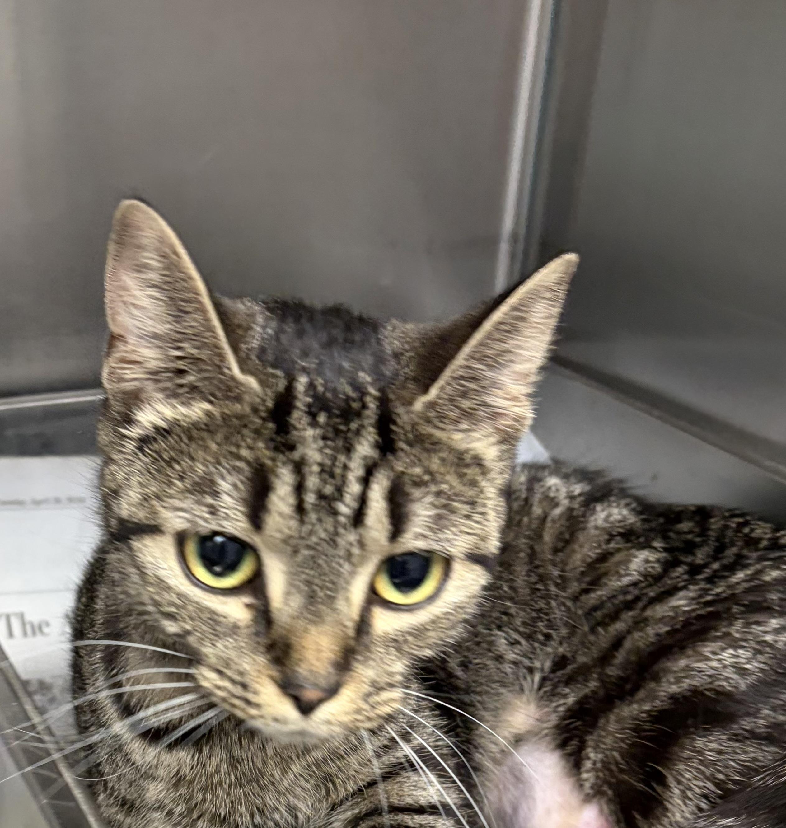 Maggie, a Adoptable American Shorthair in Scituate, MA image 3/3