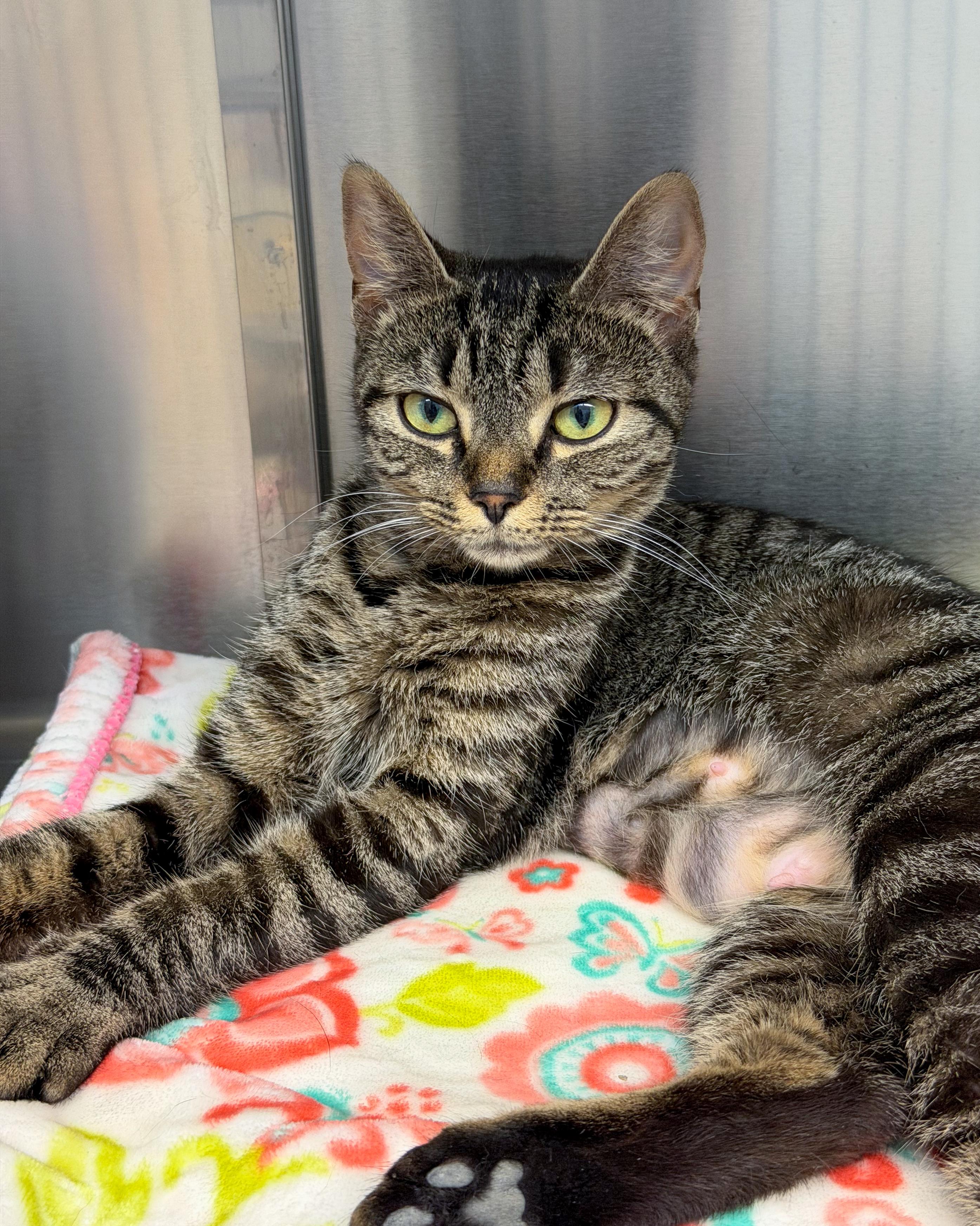 Maggie, a Adoptable American Shorthair in Scituate, MA image 2/3