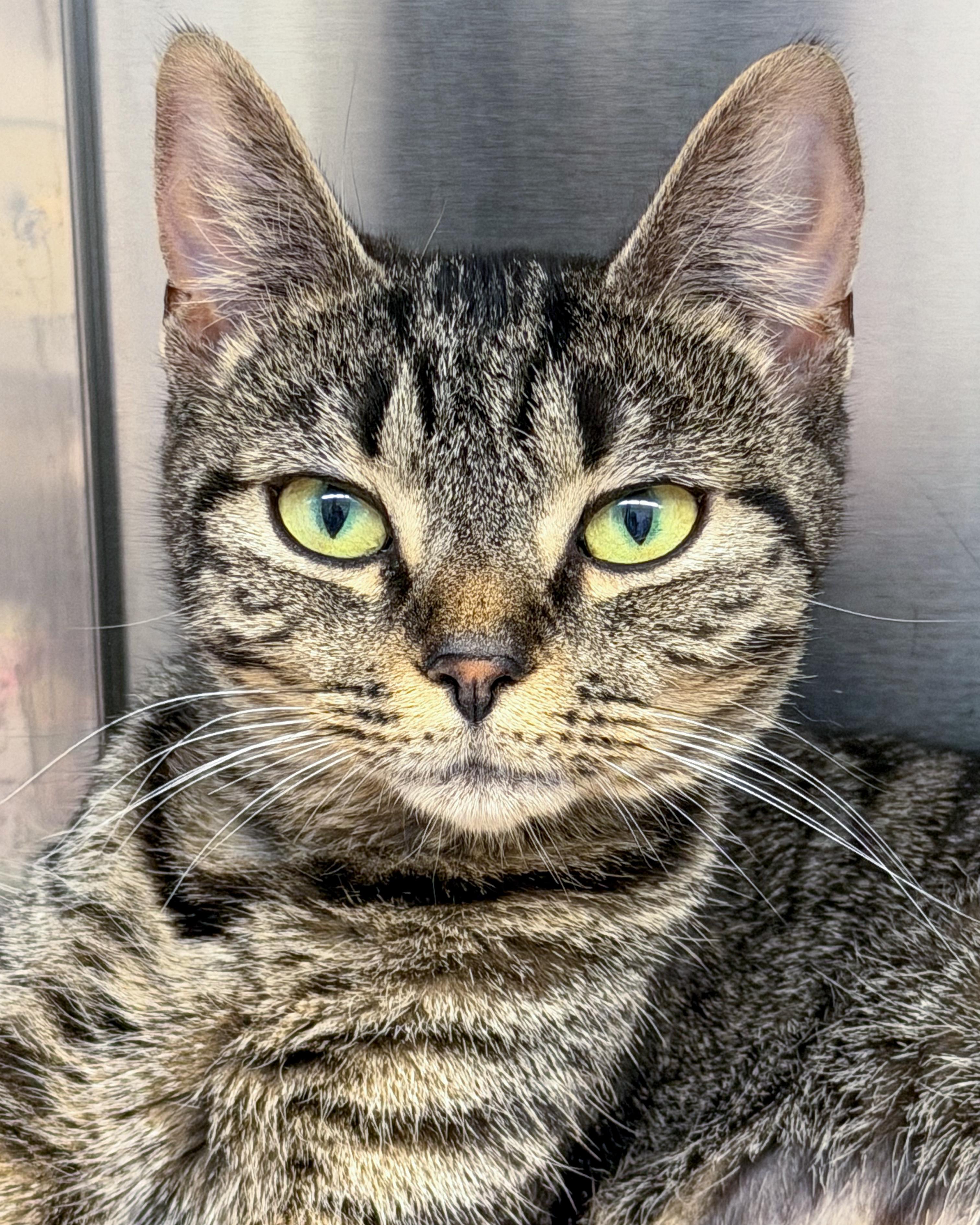 Maggie, a Adoptable American Shorthair in Scituate, MA image 1/3