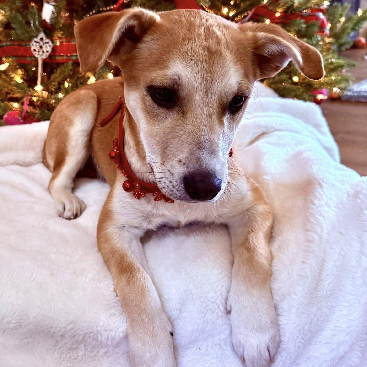 Enlarge WALDO, an adopted mixed breed in Loveland, CO image 1/6