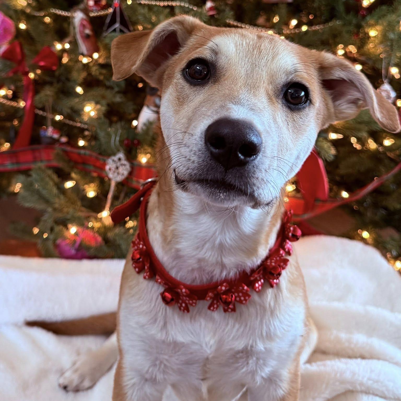 Enlarge WALDO, an adopted mixed breed in Loveland, CO image 2/6
