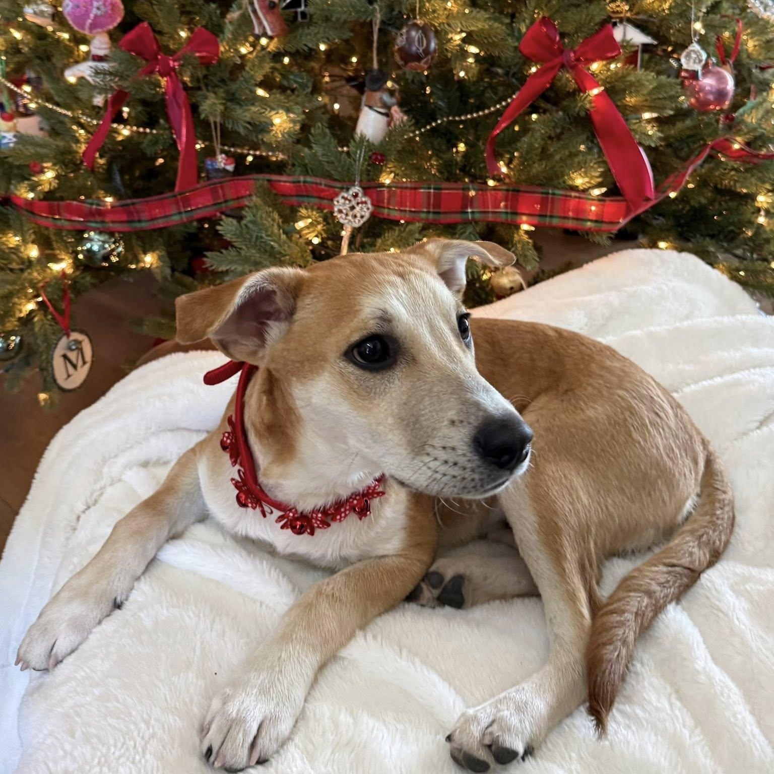 Enlarge WALDO, an adopted mixed breed in Loveland, CO image 3/6