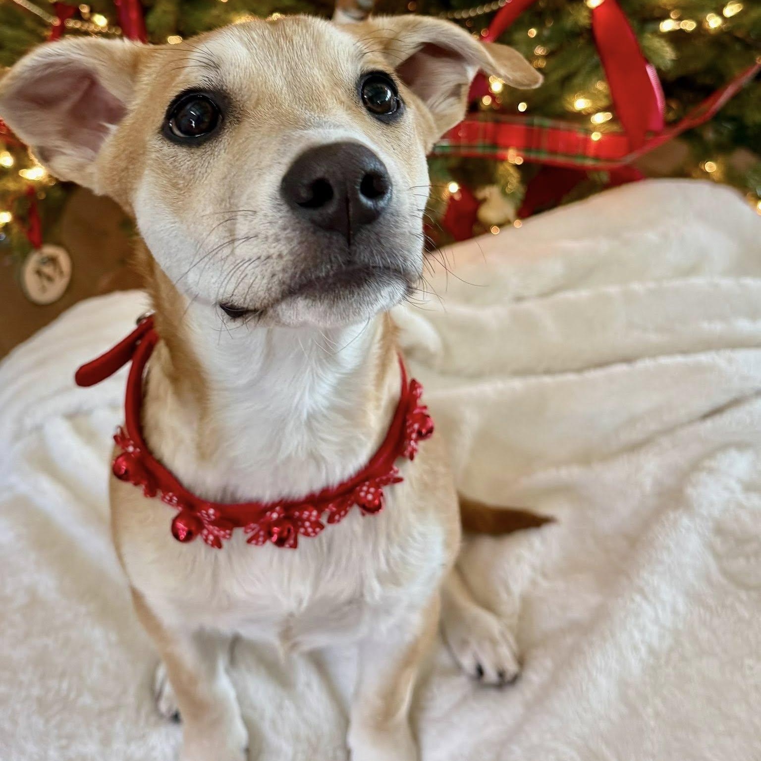 Enlarge WALDO, an adopted mixed breed in Loveland, CO image 4/6