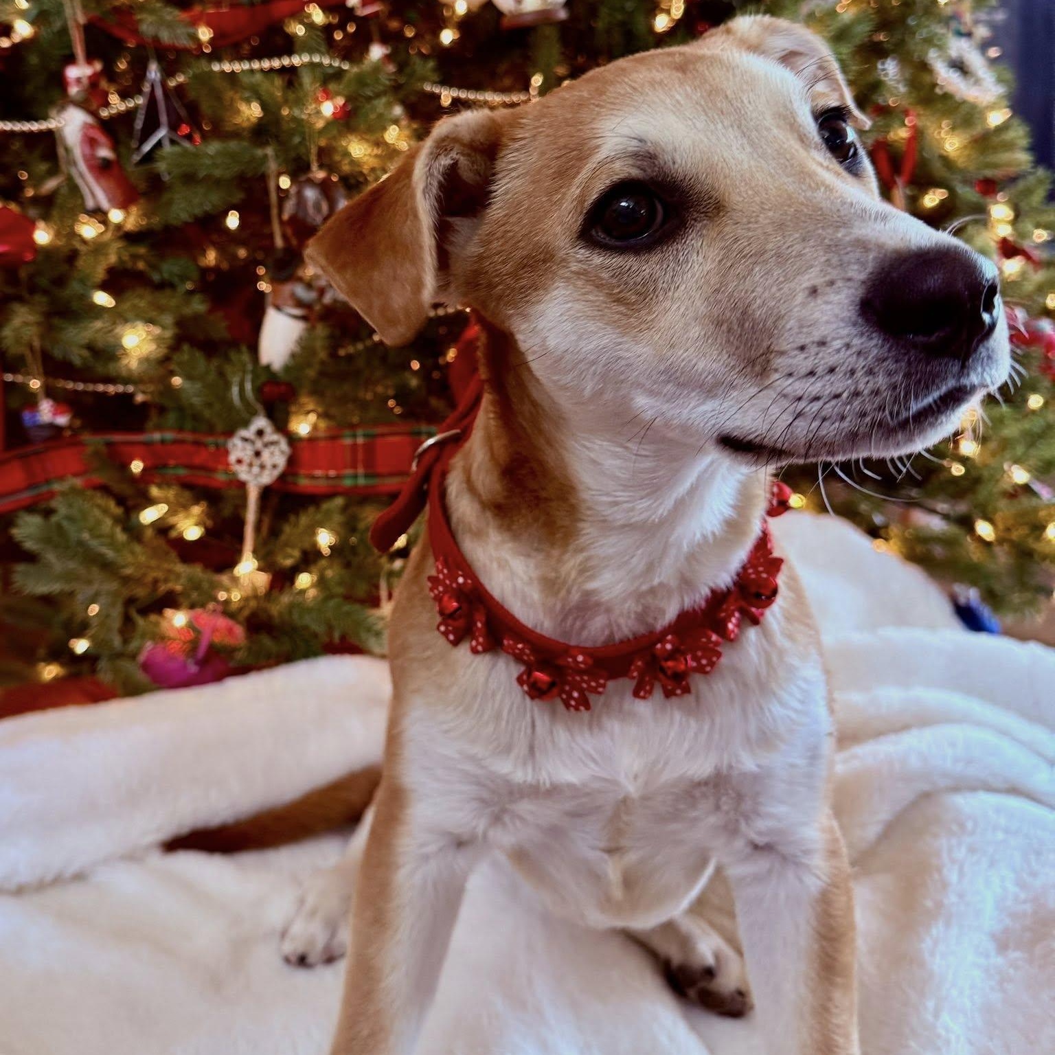 WALDO, Adoptable, Puppy Male Mixed Breed.