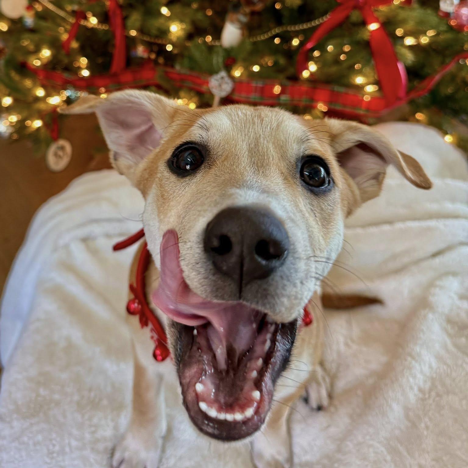 Enlarge WALDO, an adopted mixed breed in Loveland, CO image 6/6