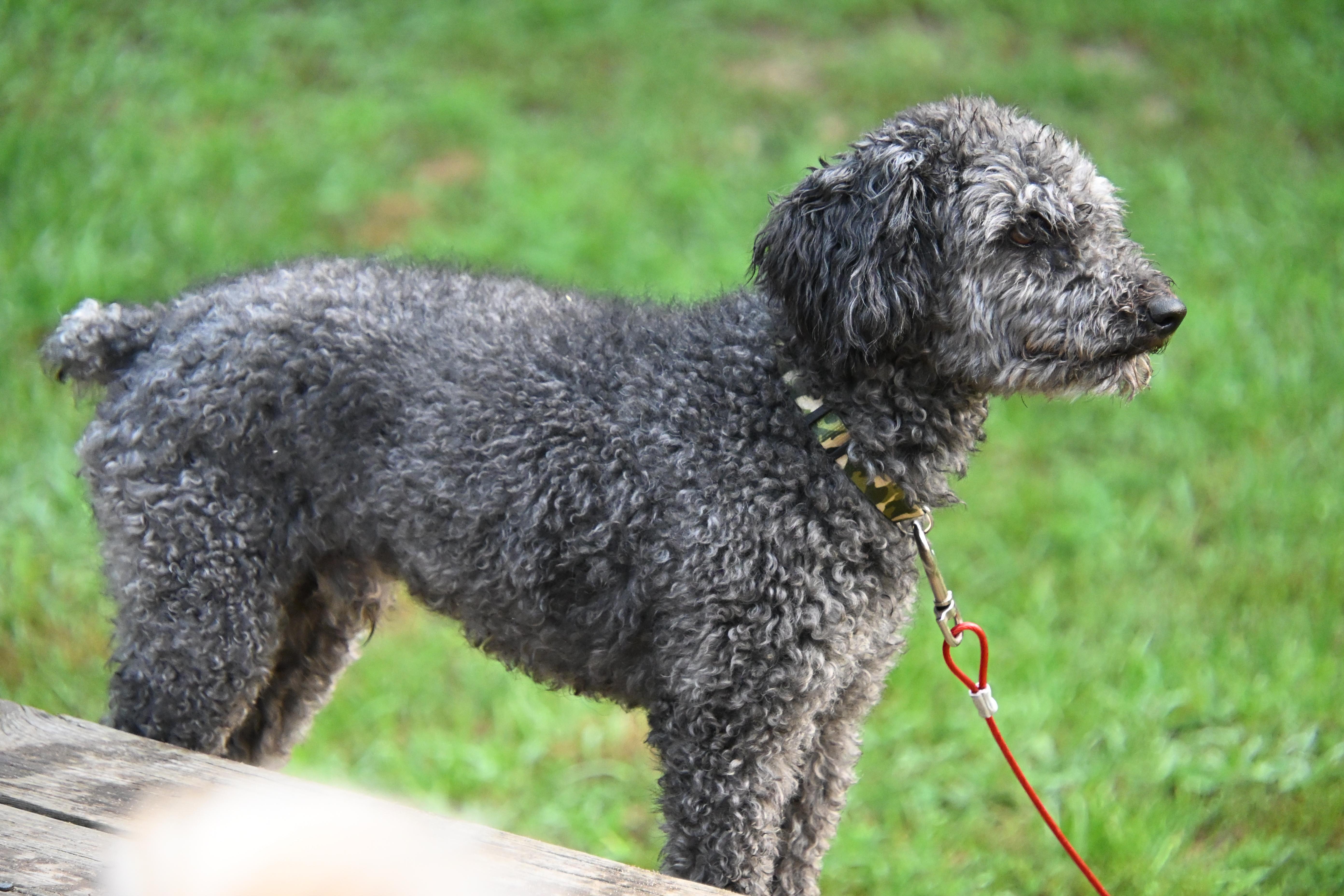 Enlarge Roger, an adopted mixed breed in South Bend, IN image 6/6