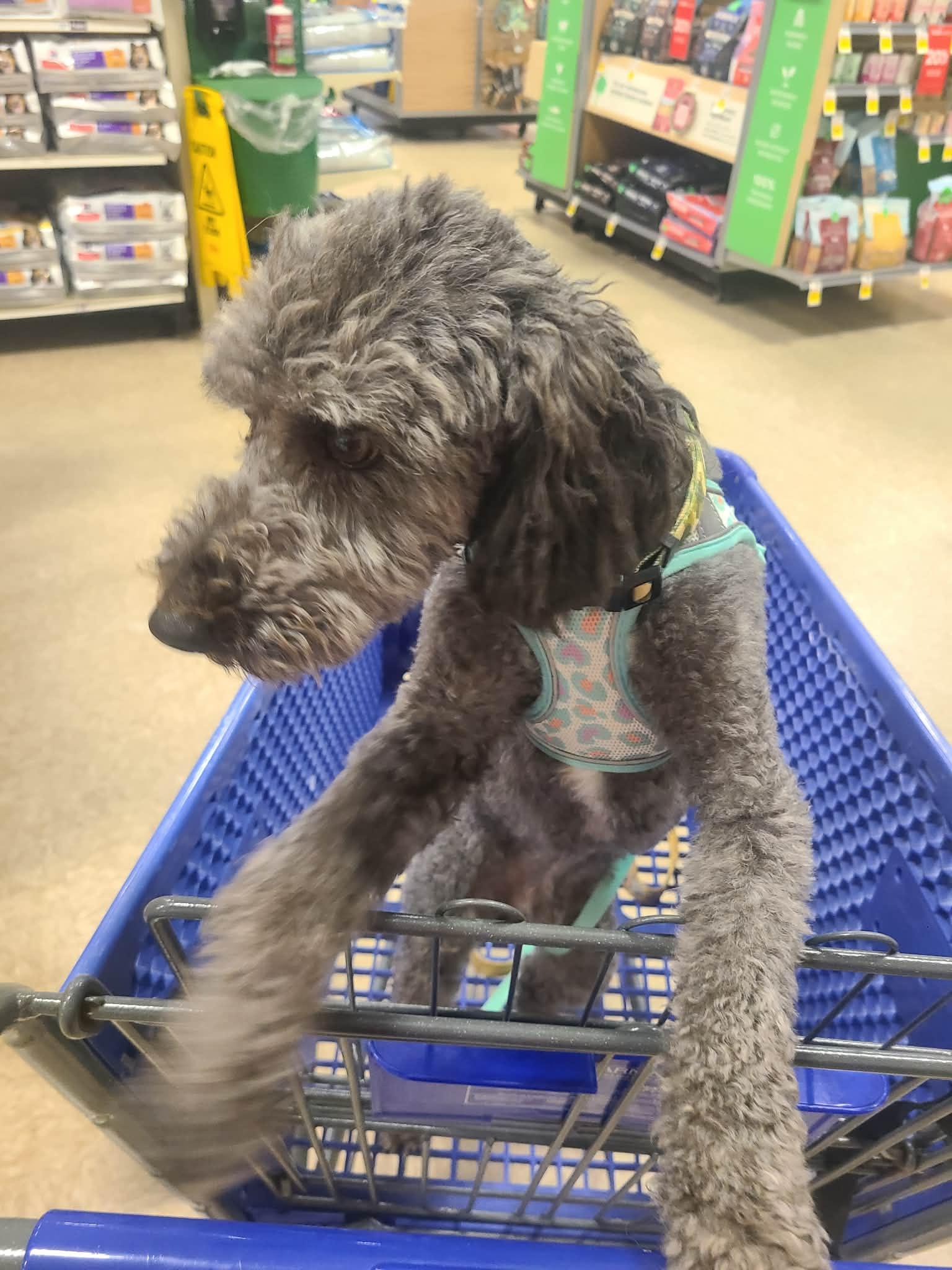 Enlarge Roger, an adopted mixed breed in South Bend, IN image 5/6