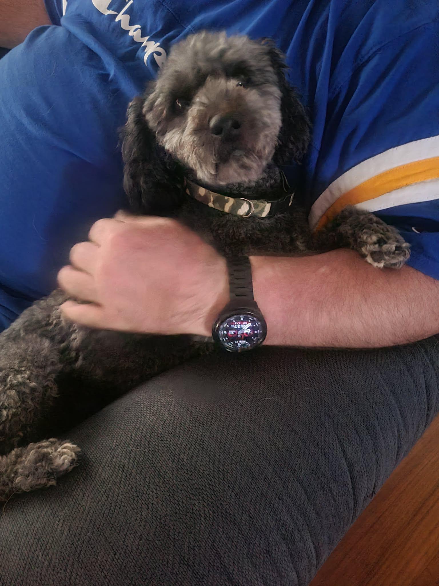 Enlarge Roger, an adopted mixed breed in South Bend, IN image 2/6