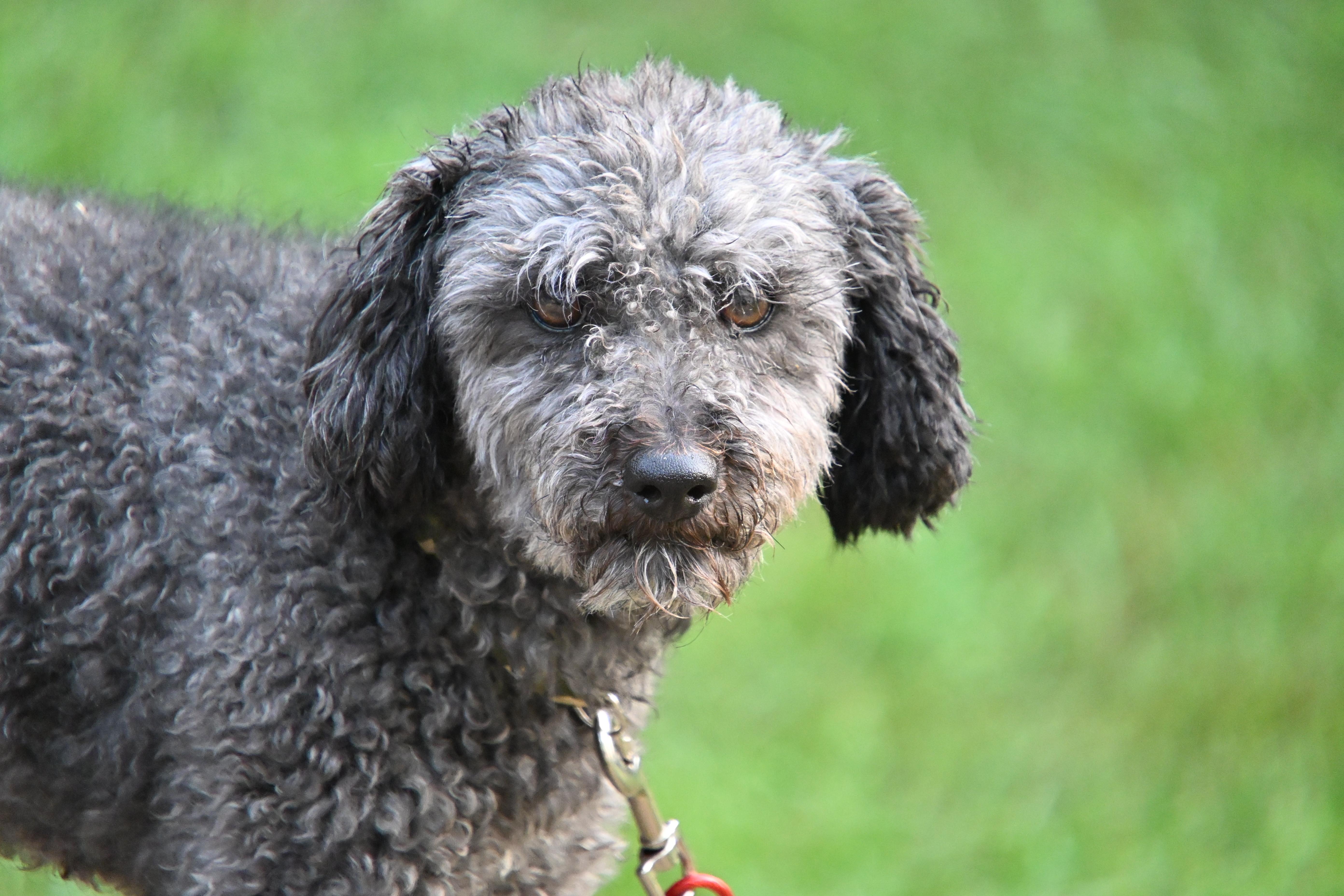 Roger, adopted, Adult Male Poodle & Miniature Schnauzer.