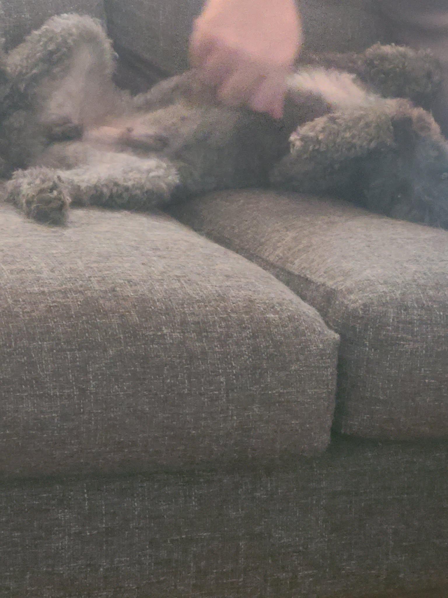 Enlarge Roger, an adopted mixed breed in South Bend, IN image 4/6