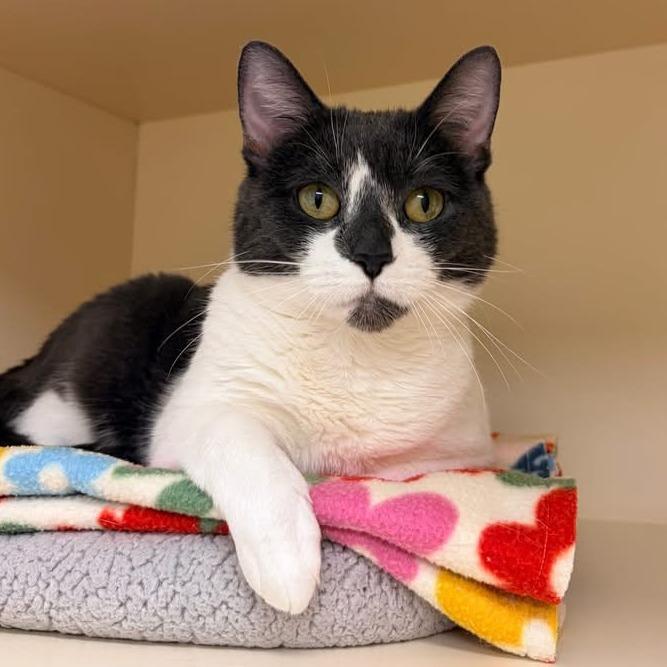 Enlarge Veda, a Adoptable Domestic Short Hair in Naperville, IL image 1/6
