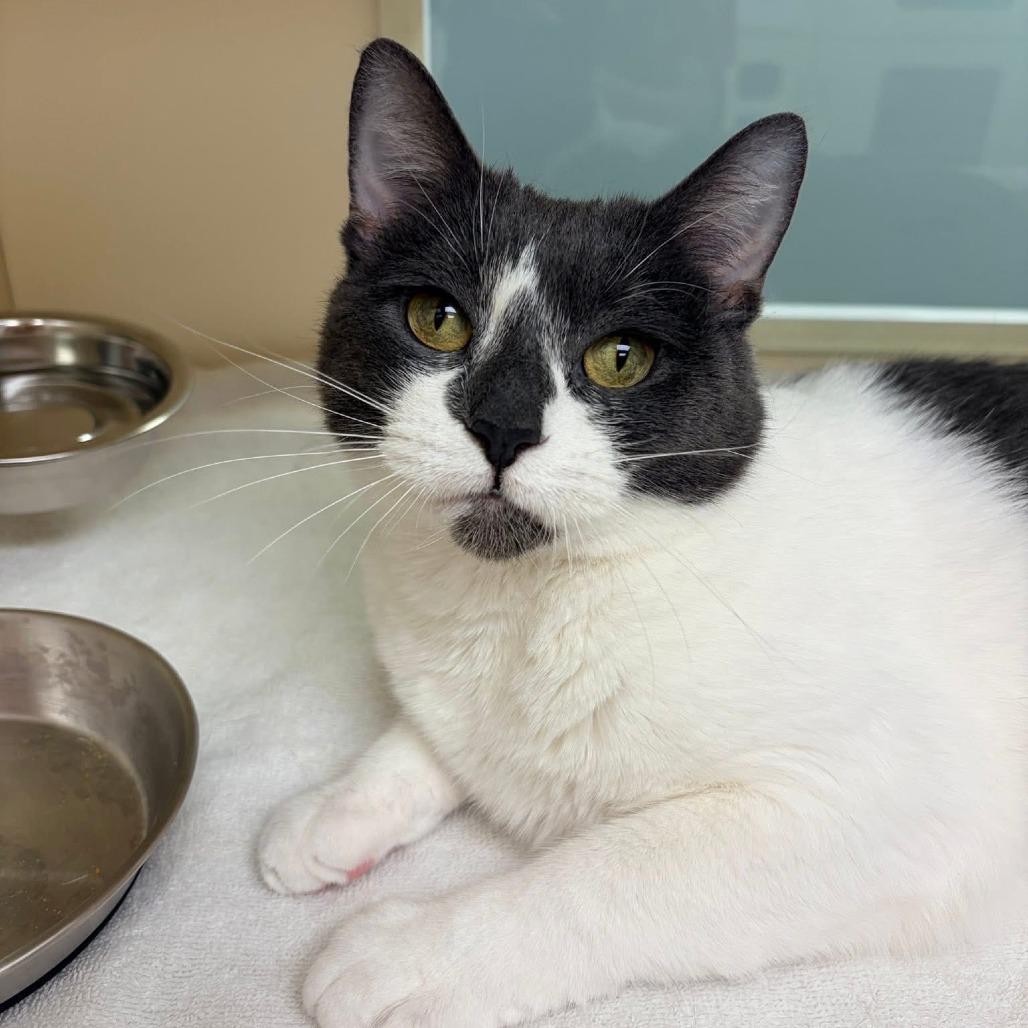 Enlarge Veda, a Adoptable Domestic Short Hair in Naperville, IL image 2/6