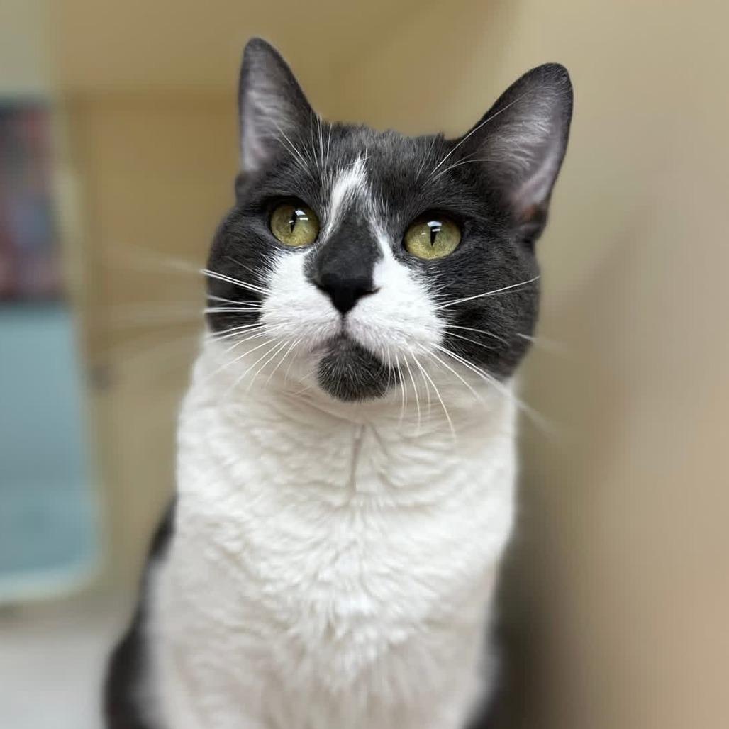 Veda - In Foster Care, Adoptable, Adult Female Domestic Short Hair.