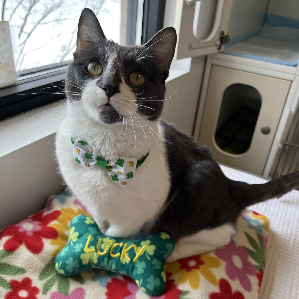 Enlarge Veda, a Adoptable Domestic Short Hair in Naperville, IL image 4/6