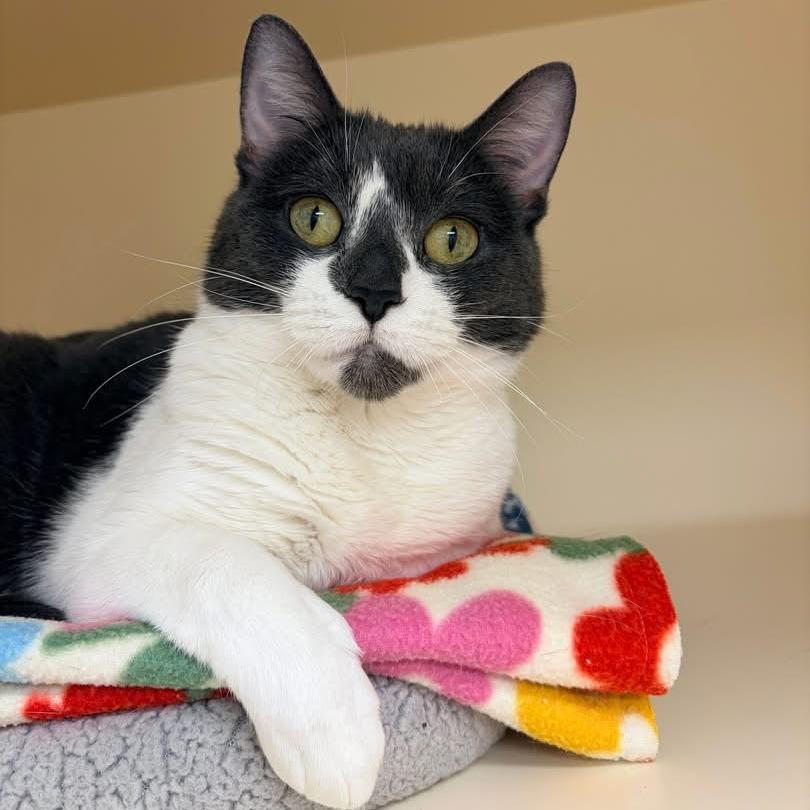 Enlarge Veda, a Adoptable Domestic Short Hair in Naperville, IL image 5/6