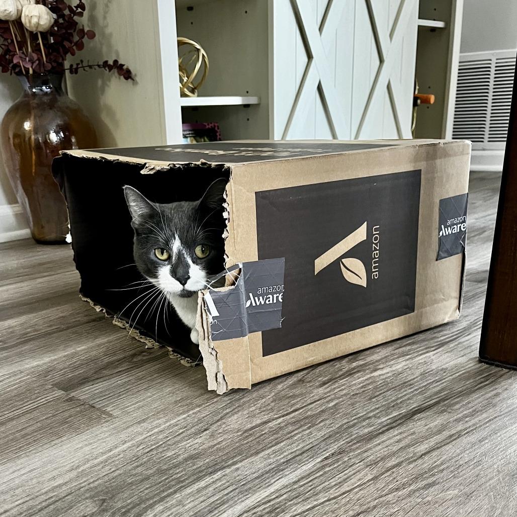 Enlarge Veda - In Foster Care, a Adoptable Domestic Short Hair in Naperville, IL image 2/6