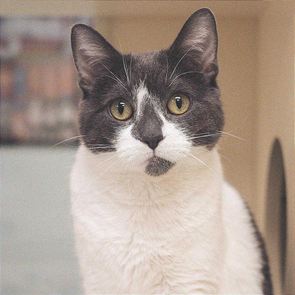 Enlarge Veda - In Foster Care, a Adoptable Domestic Short Hair in Naperville, IL image 3/6