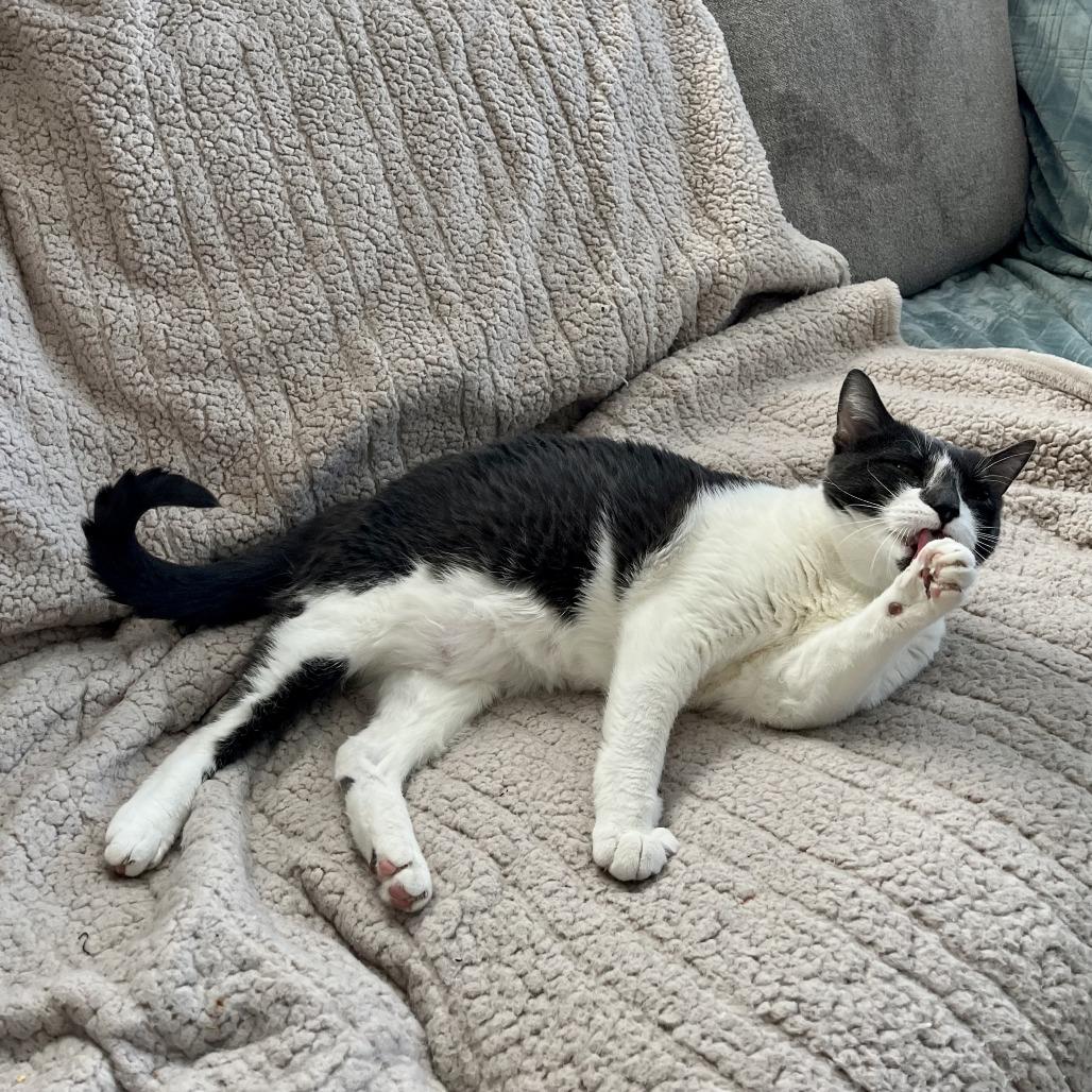 Enlarge Veda - In Foster Care, a Adoptable Domestic Short Hair in Naperville, IL image 4/6