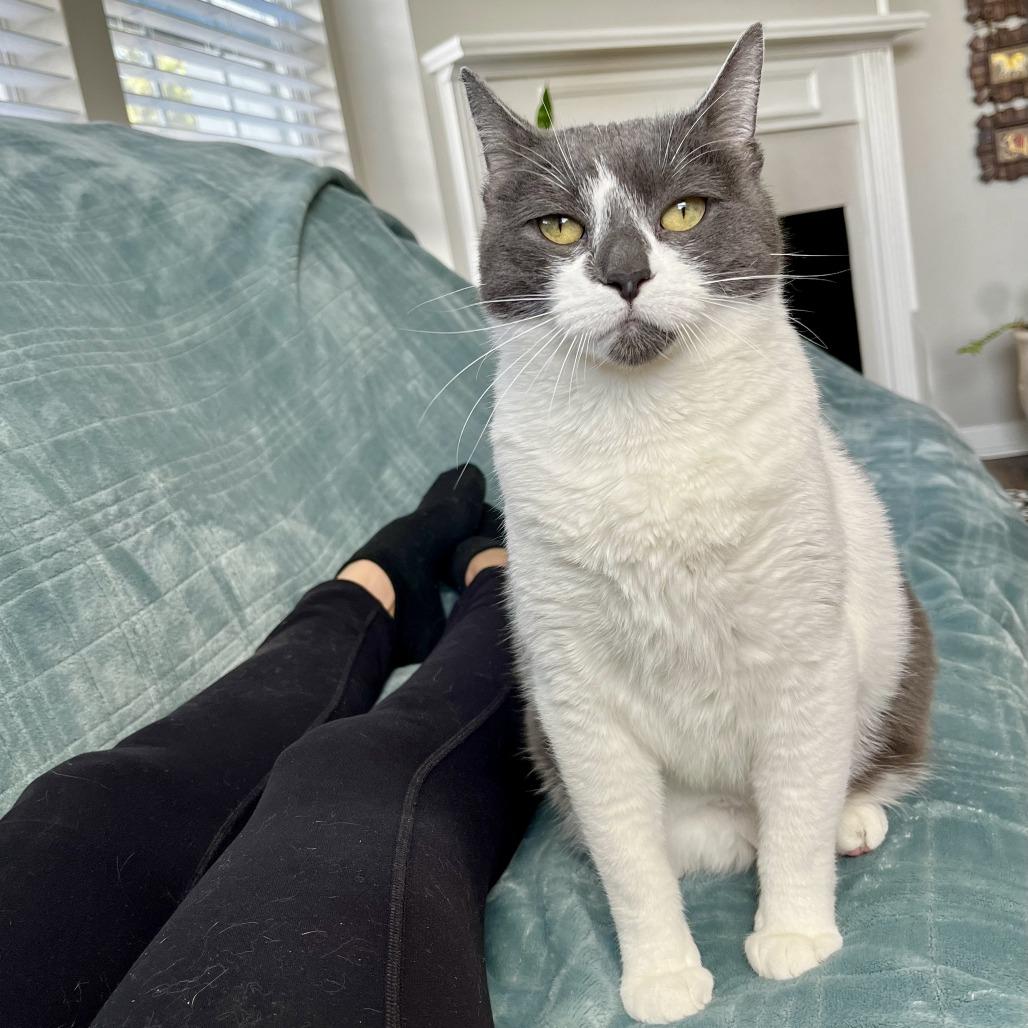 Enlarge Veda - In Foster Care, a Adoptable Domestic Short Hair in Naperville, IL image 5/6