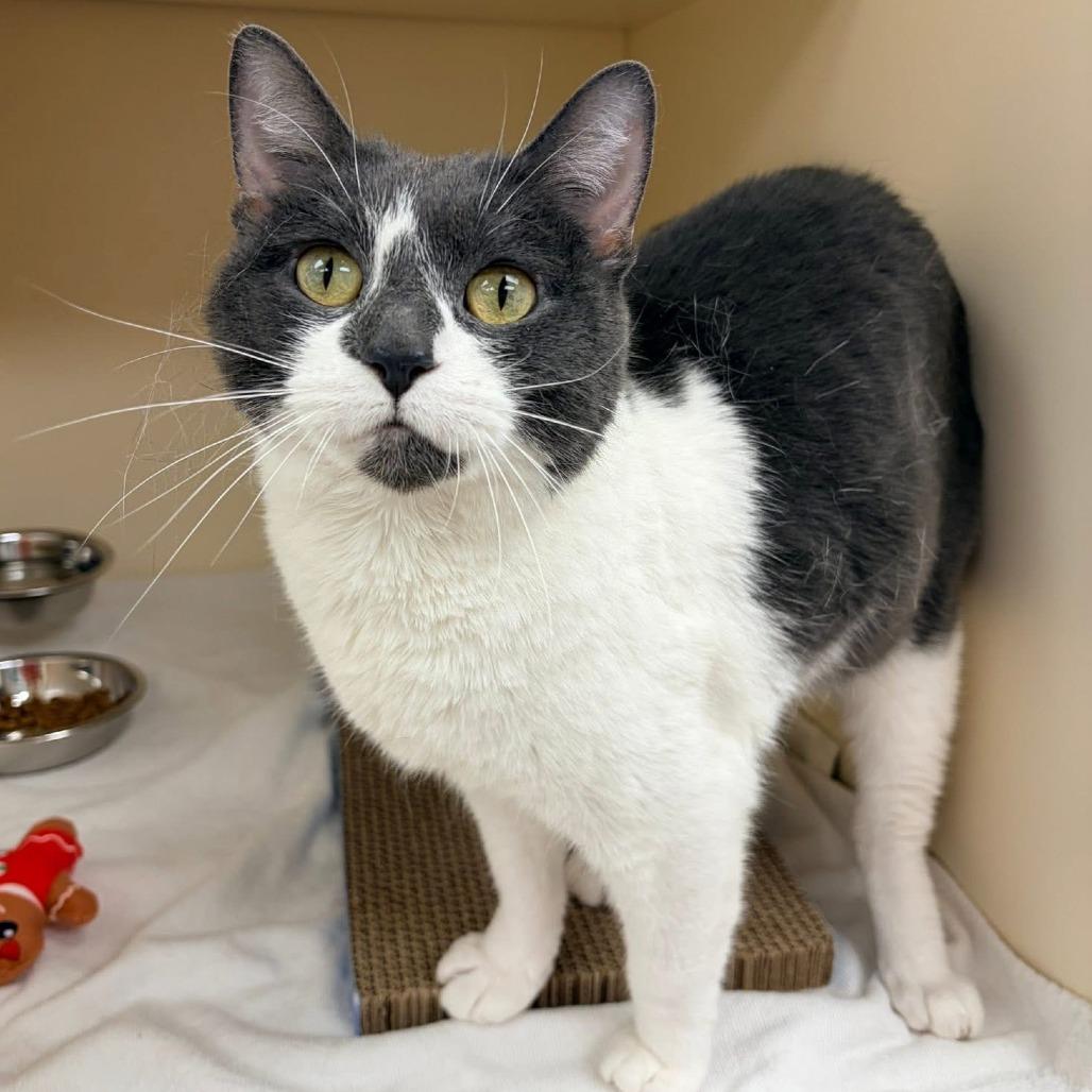 Enlarge Veda, a Adoptable Domestic Short Hair in Naperville, IL image 6/6