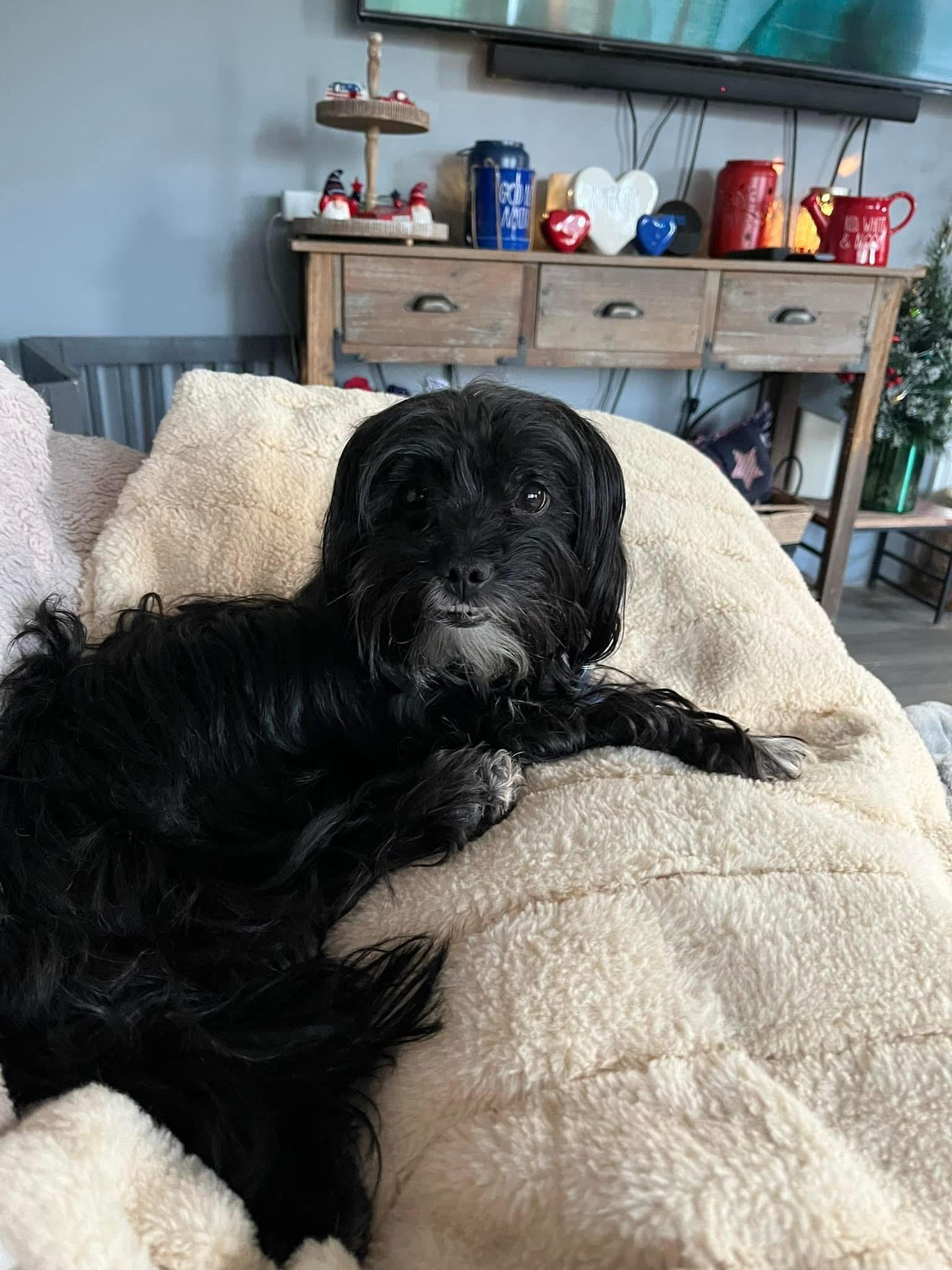 Enlarge Natalie, an adoptable mixed breed in Grosse Pointe Park, MI image 1/3