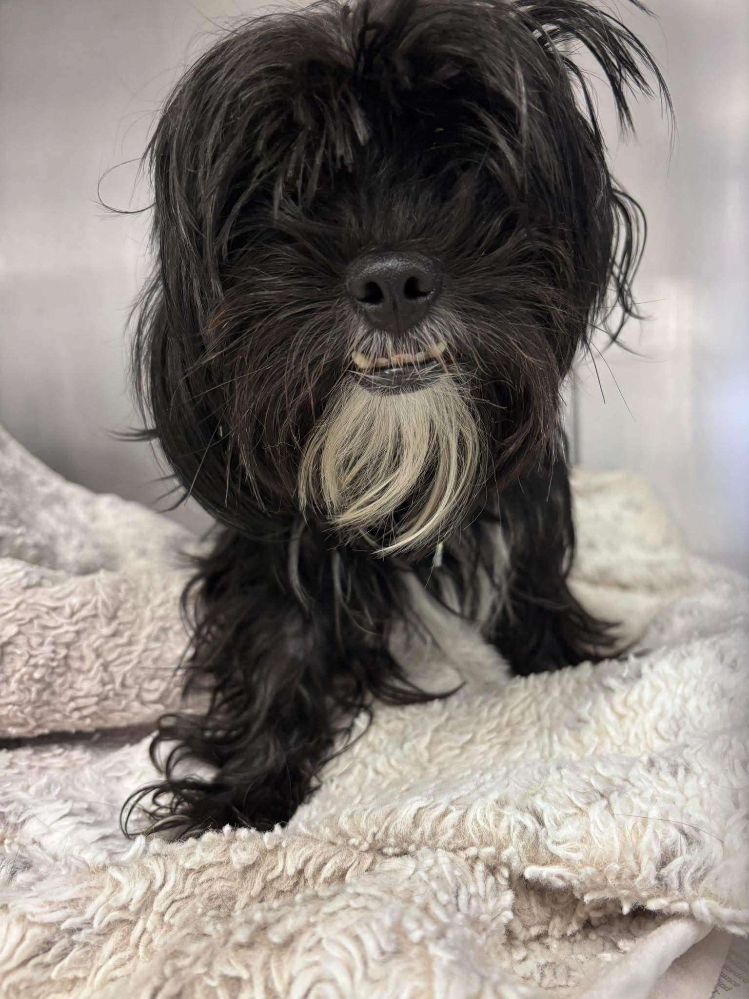 Enlarge Natalie, an adoptable mixed breed in Grosse Pointe Park, MI image 2/3