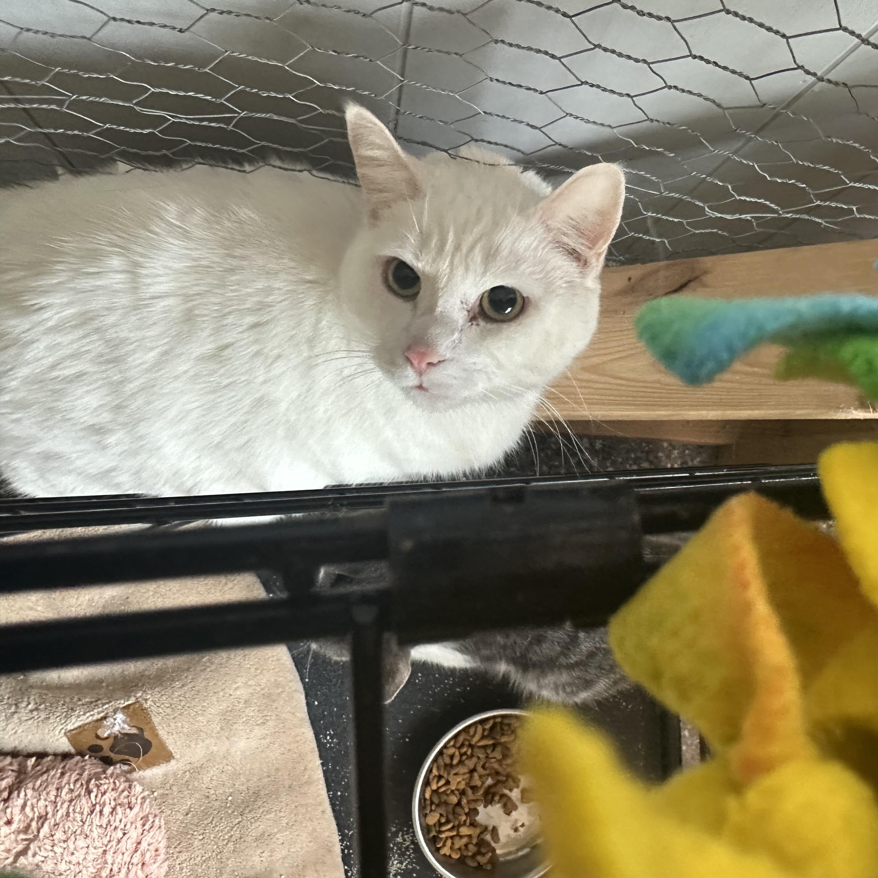 Pointer, Adopted, Adult Male Domestic Short Hair.