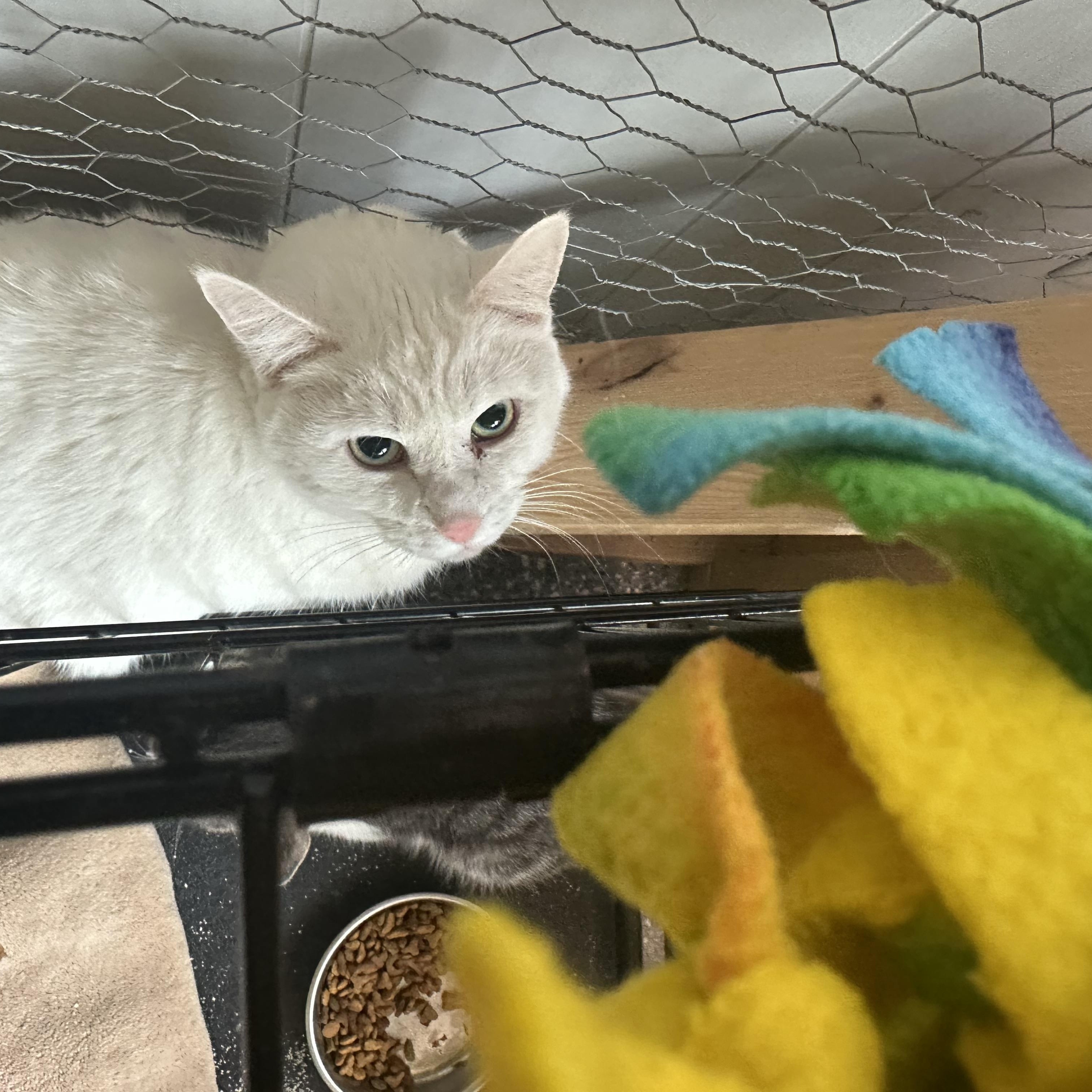 Pointer, a Adopted Domestic Short Hair in Marlette, MI image 2/2