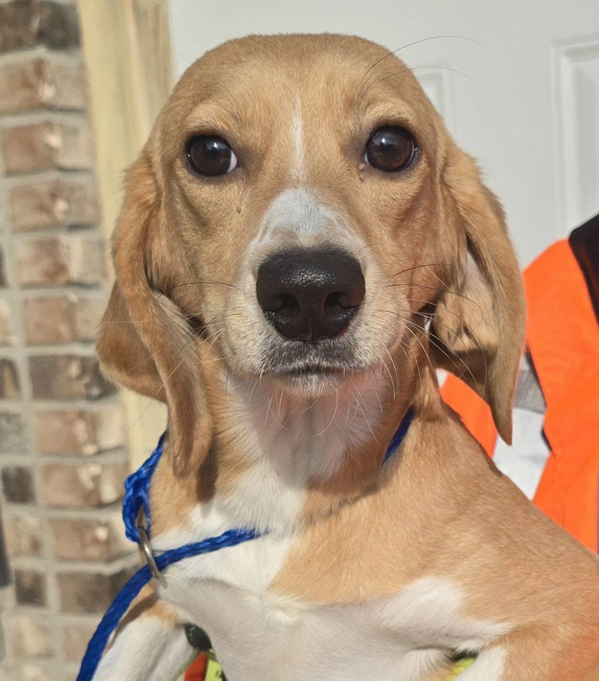 Female Beagle Mix, a ADOPTABLE Beagle in Terre Haute, IN image 1/4