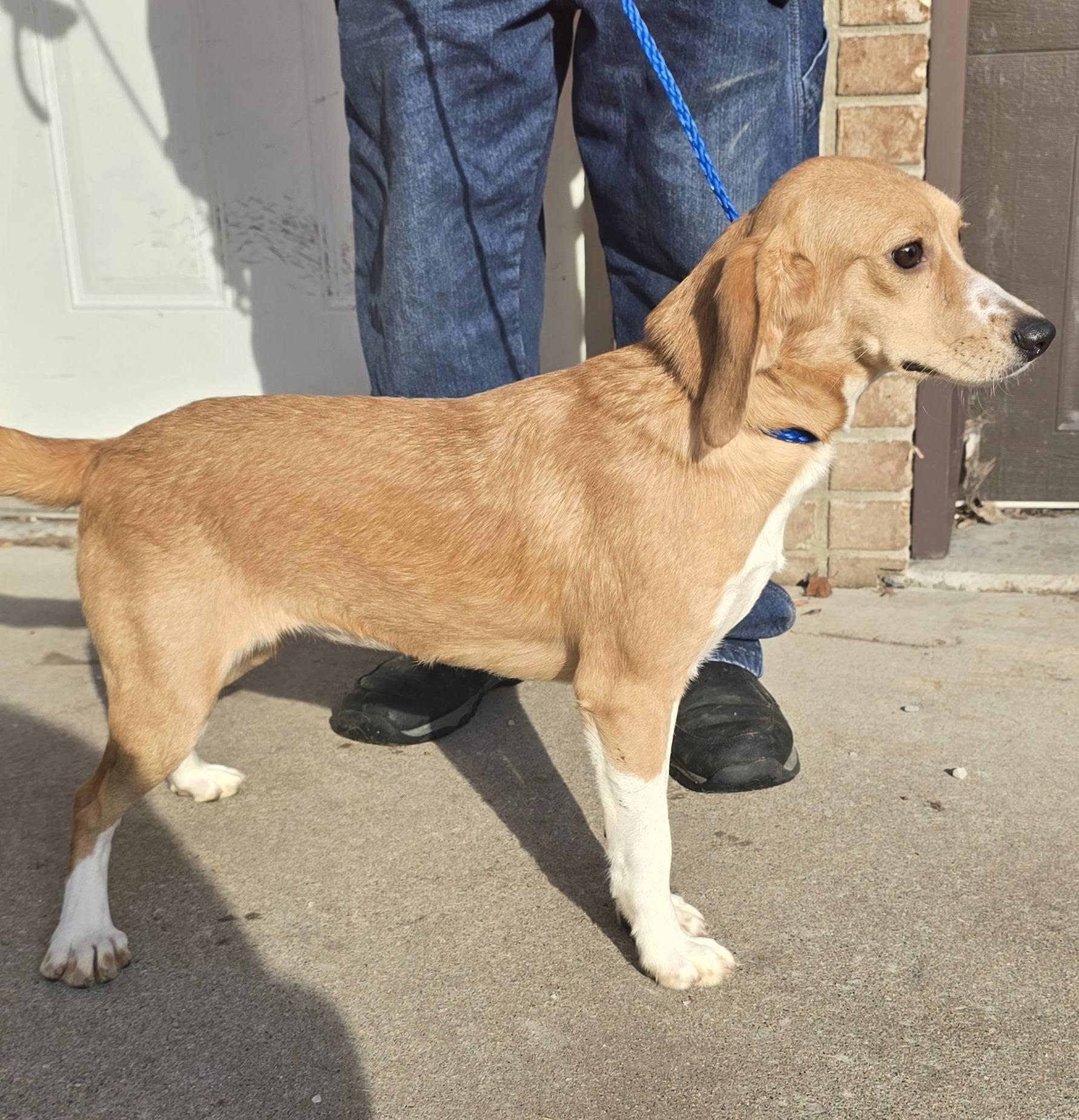 Female Beagle Mix, a ADOPTABLE Beagle in Terre Haute, IN image 2/4