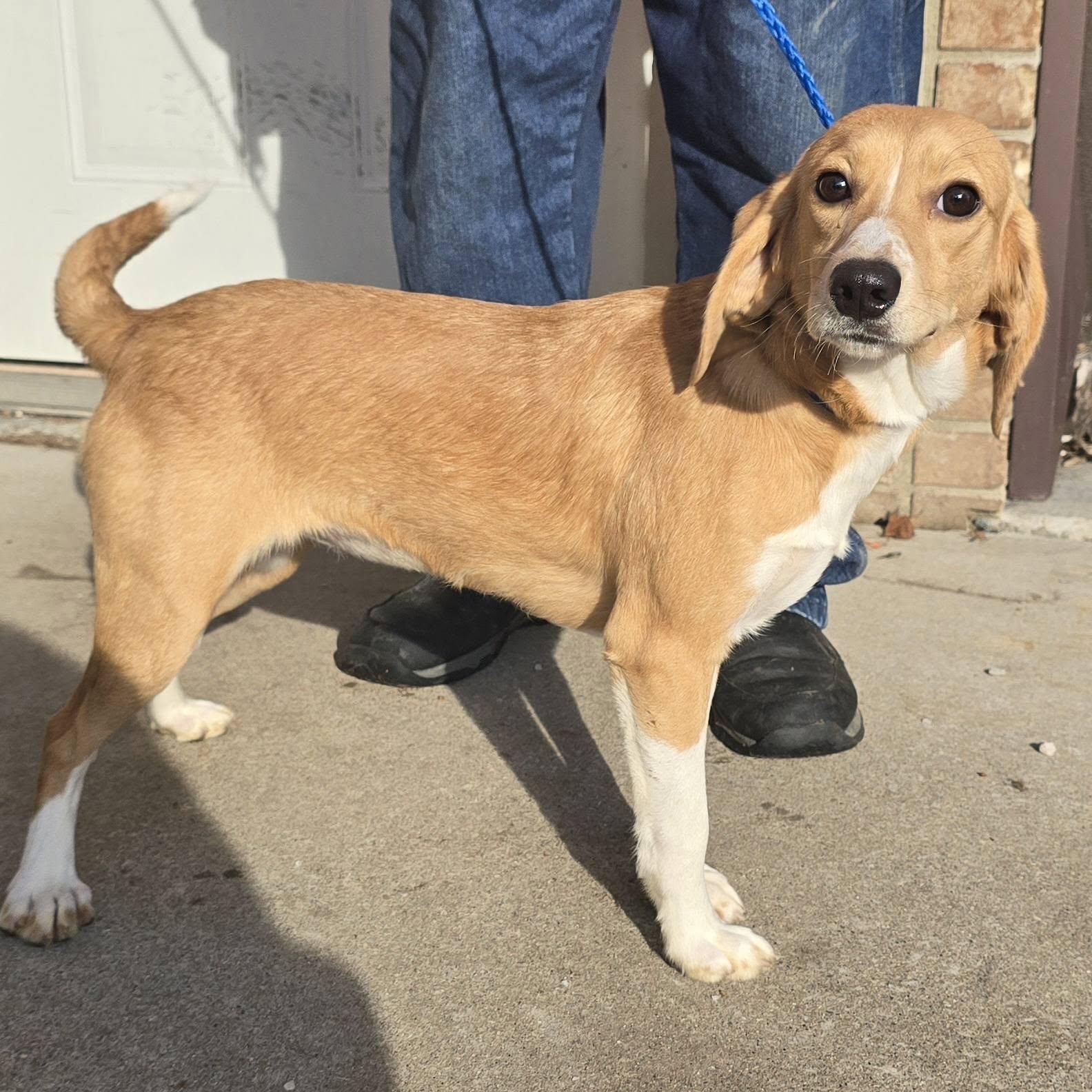 Female Beagle Mix, a ADOPTABLE Beagle in Terre Haute, IN image 3/4