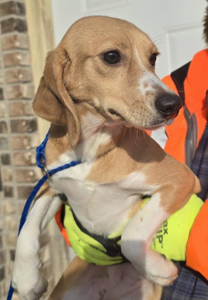 Female Beagle Mix, a ADOPTABLE Beagle in Terre Haute, IN image 4/4