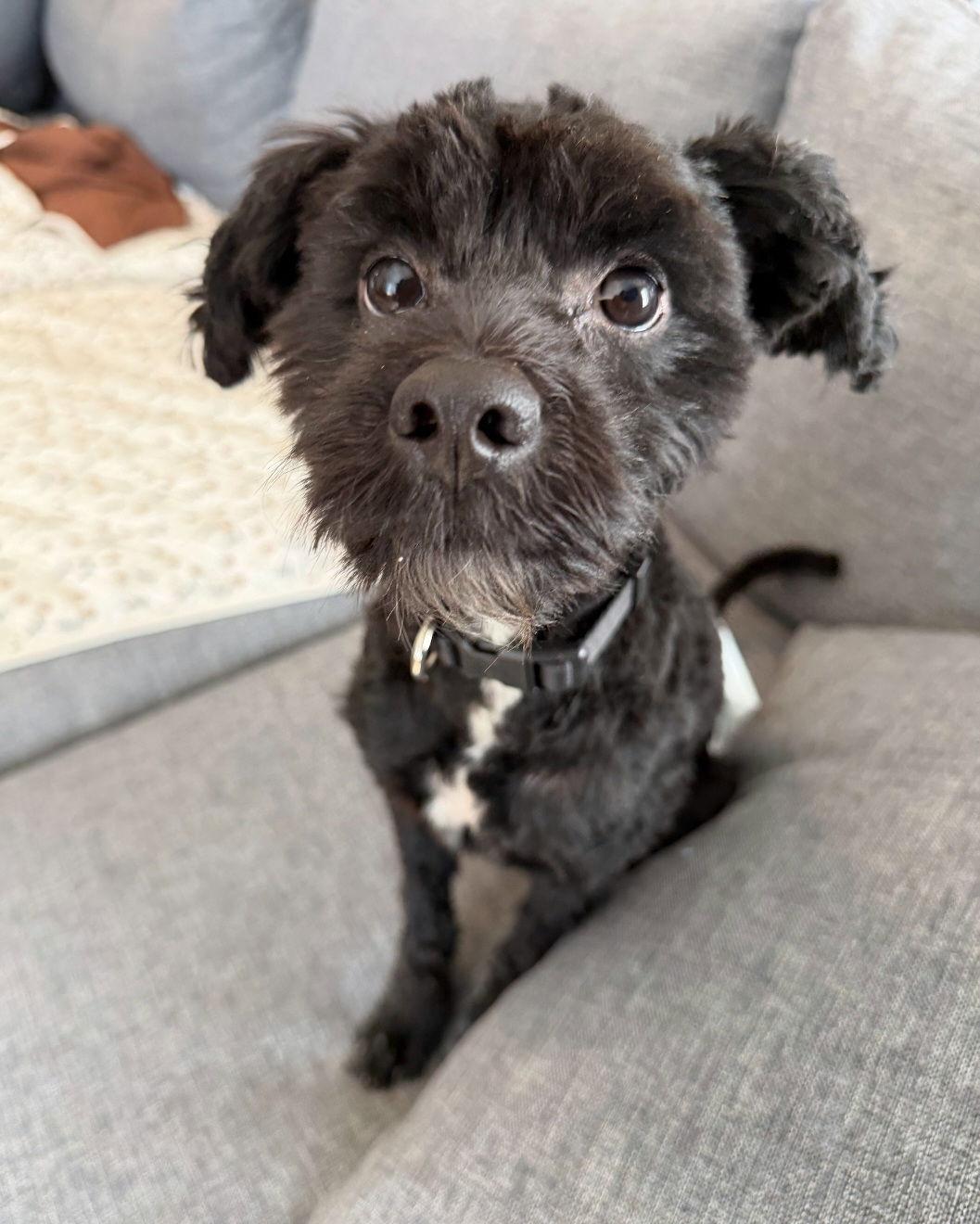 Elijah, Adoptable, Young Male Poodle.