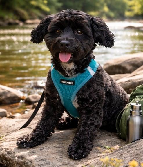 Enlarge Elijah, a Adoptable Poodle in Sanford, FL image 2/2