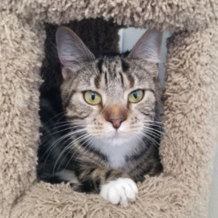Lotus, a ADOPTABLE Domestic Short Hair in Greensburg, PA image 4/5