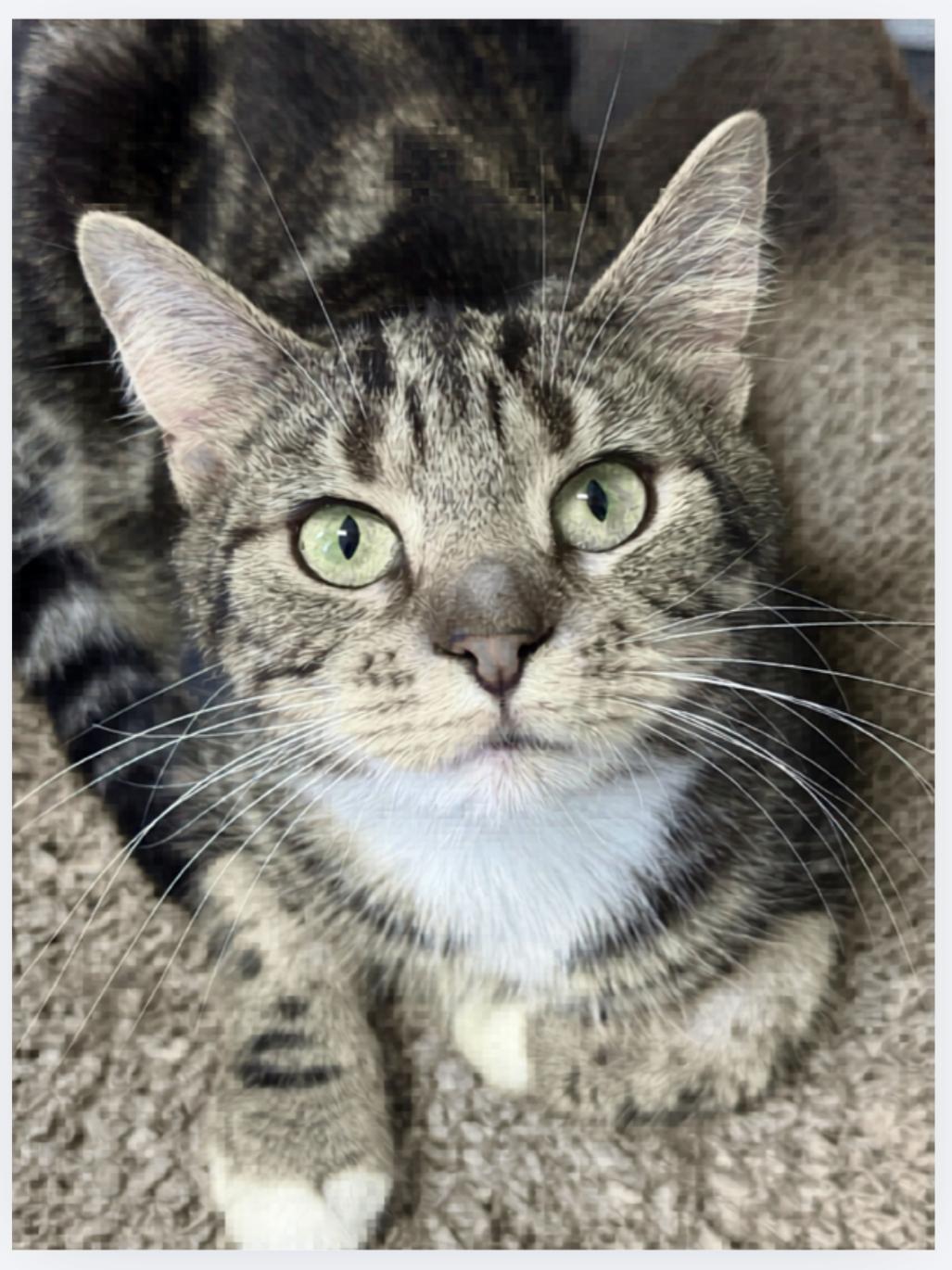 Lotus, a ADOPTABLE Domestic Short Hair in Greensburg, PA image 3/5