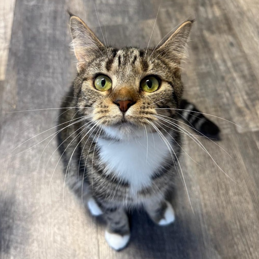 Lotus, a ADOPTABLE Domestic Short Hair in Greensburg, PA image 5/5