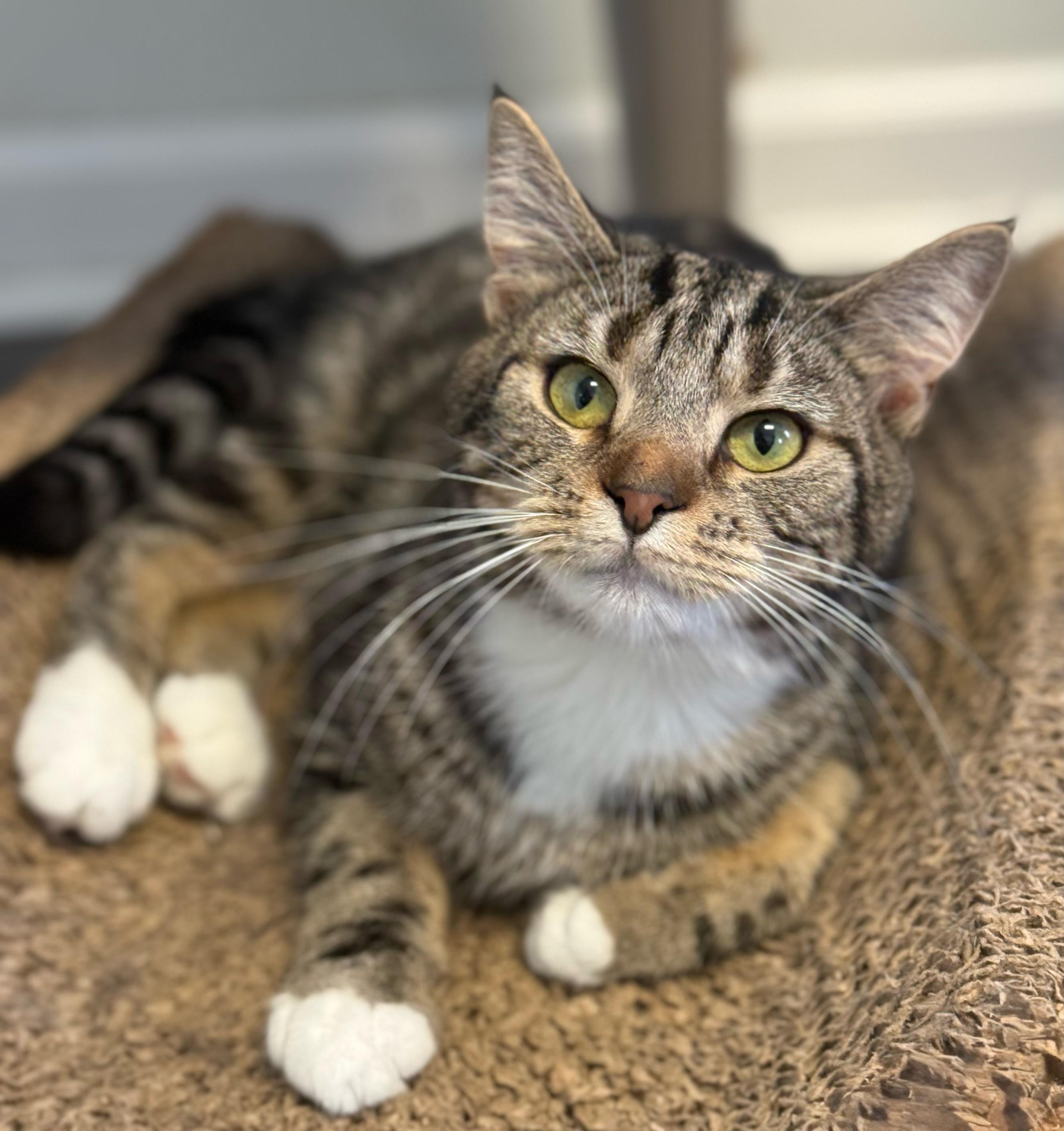 Lotus, ADOPTABLE, Young Female Domestic Short Hair.