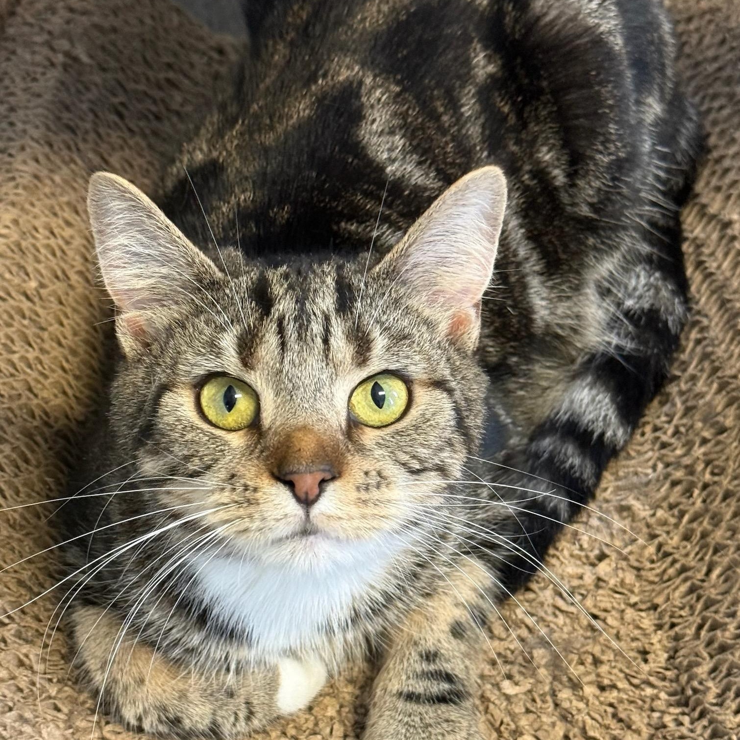 Lotus, a ADOPTABLE Domestic Short Hair in Greensburg, PA image 2/5