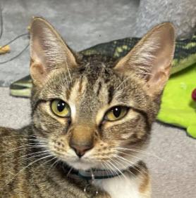 Delaney Diamond, Adoptable, Adult Female Domestic Short Hair & Domestic Short Hair.