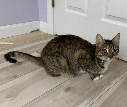 Delaney Diamond, a Adoptable mixed breed in Hudson, MA image 2/3